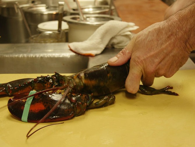 Serge Albert chops off the legs of a 1.5 pound lobster, then splits the shell down the back for a customer favorite, Linguine alla Aragosta. Albert is chef with his wife, Wendy, at Tempo on Duke Street.