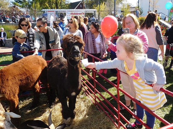 Addison Considine feeds a llama at last year’s petting zoo.
