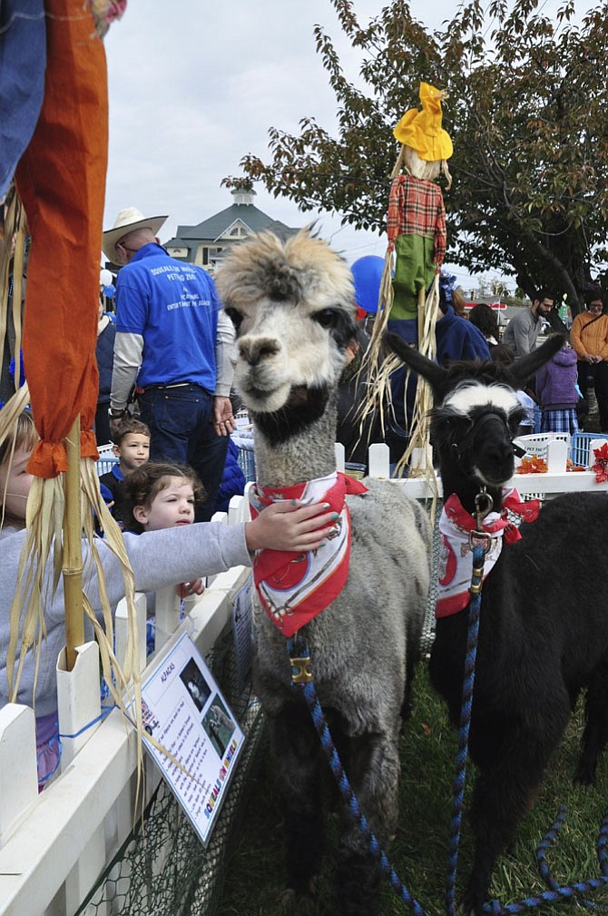 Families enjoy the animals from Squeals on Wheels at Potomac Day.