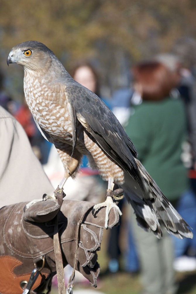 Maxwell, a Cooper’s Hawk with an injured wing
