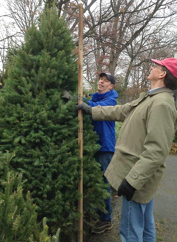 Bruce Johnson and Russ Bailey size up a Christmas Tree at the annual North Ridge Christmas Tree Sale.