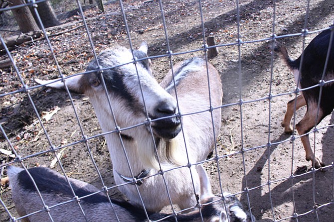 Sarah Wehri says dairy goats can produce up to six gallons of milk a day.
