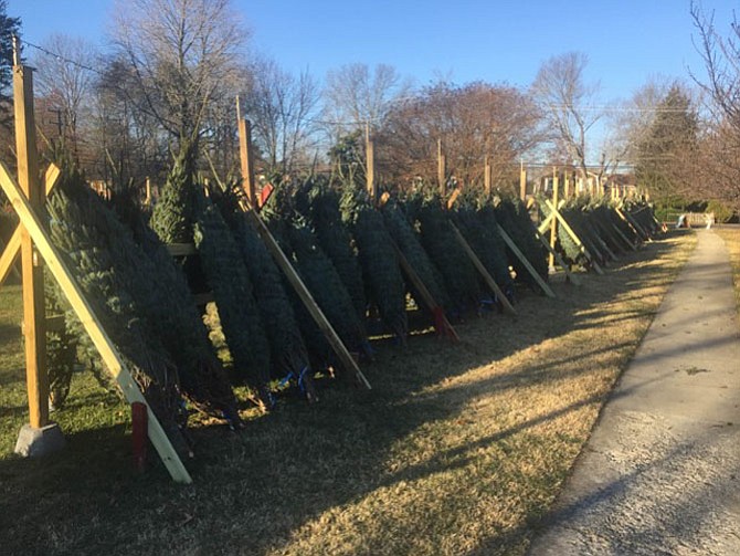 After nearly selling out the previous weekend, St. Aidan’s Episcopal Church received a fresh shipment of Christmas trees on Dec. 9.
