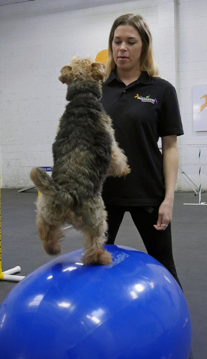 Morgan jumps onto the large blue ball at Frolick Dogs, a canine Sports Club on Colvin Street. Tayler Hudson, a fitness coach, says this is one of Morgan’s favorite things. “He loves agility, and is very showy. The treadmill is too boring for him.” 