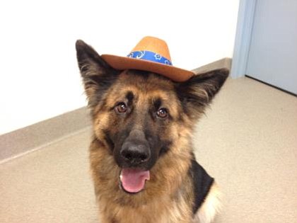 Natasha, a German Shepherd mix,was adopted from the Animal Welfare League of Arlington by a family with small children.