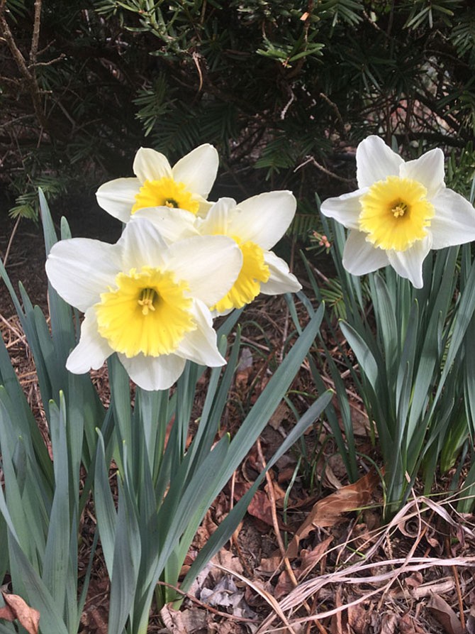 A mild winter has led to early plant blooming and an early allergy season.