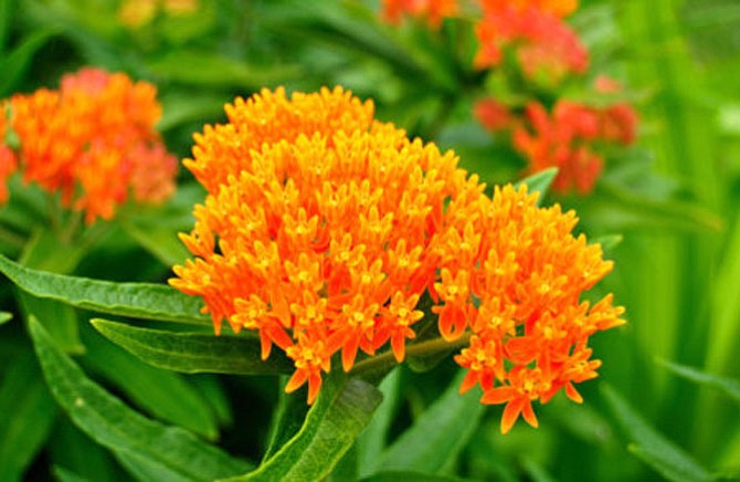 The butterfly weed