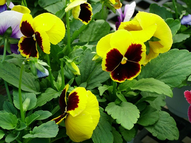 Horticulturalist Misty Kuceris says that pansies are an ideal flowering plant for spring.