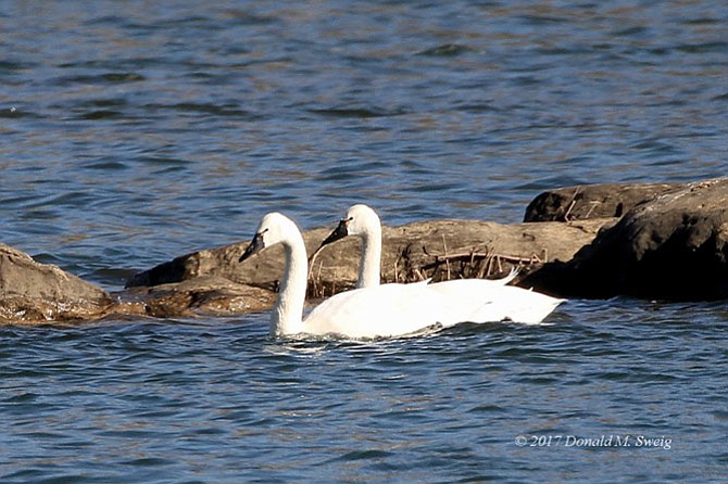 Tundra swans are visitors to the rivers, lakes, and bays of Virginia, Maryland, and even North Carolina every winter. 