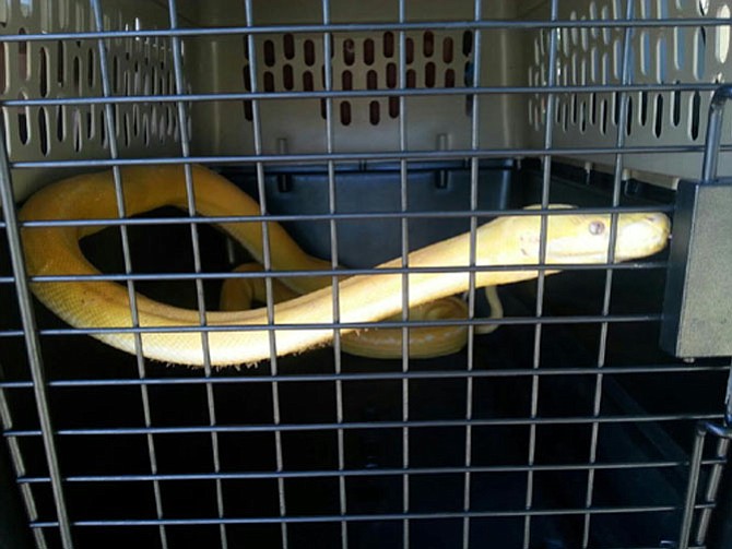 Loose six-foot long albino ball python in a dog cage at the Animal Welfare League. 
