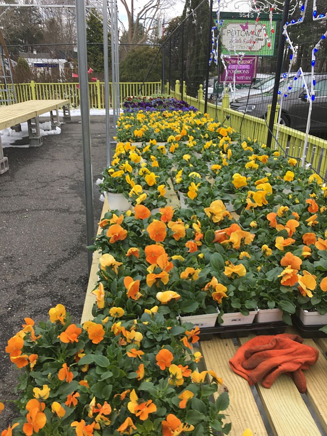 A sure sign of spring, pansies in a variety of colors are lined up at Potomac Petals and Plants on River Road.