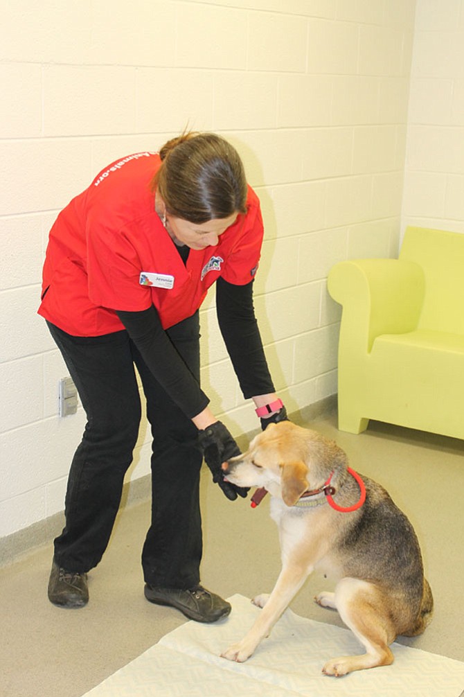 AWLA behaviorist Jennie Lane conducts a behavioral exam on shelter dog Wynonna. Lane responds to questions on pets from Alexandrians who call the shelter’s help line.