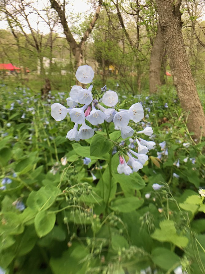 The Virginia bluebell is known for its nodding clusters of pink buds that open into light blue trumpet-shaped flowers.
