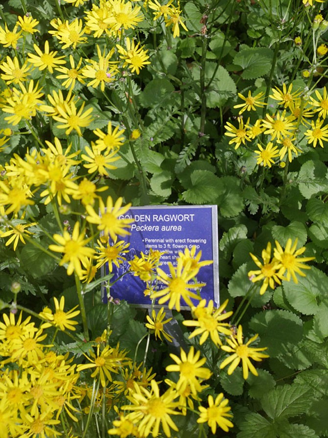 Native plants from Gulf Branch Regional Park Native Plant Garden include Golden Ragwort.