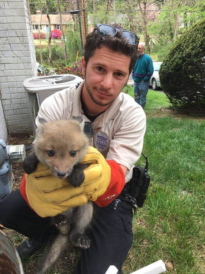 Animal Services Officer Ken Howes holds a young fox in an Alexandria yard.
