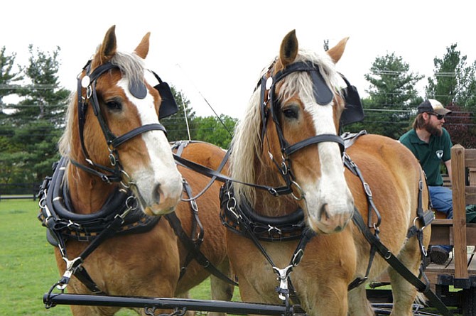 From left, Jeff and Charlie, Frying Pan Farm Park’s new Belgian Draft Horse team are listening to the speeches officially welcoming them to the park at a reception in their honor.