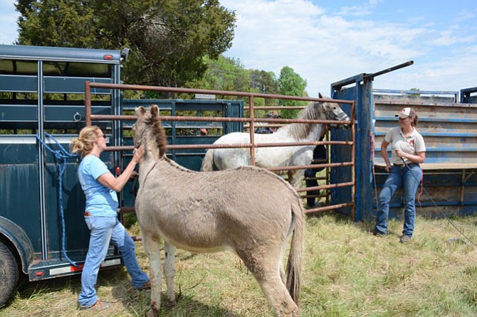 A burro is used to help guide a wild mustang into its new owner’s trailer as part of the Bureau of Land Management’s wild equine adoption event April 21.