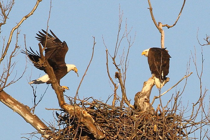Male adult Bald eagle brings a stick to add to new Riverbend nest on Jan. 25, 2017, as female eagle looks on.
