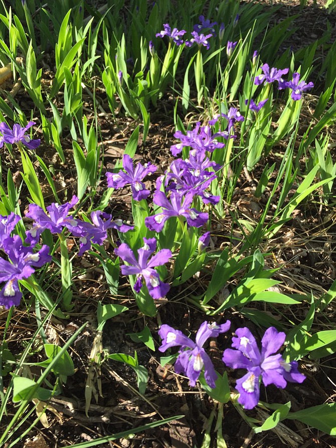 Iris cristata is a low-growing, rapidly spreading plant. It makes a great ground cover for shady areas and will be available for purchase at the Friends of Runnymede Park and Herndon Environmental Network Native Plant Sale. Saturday, May 6, 10 a.m.-2 p.m. at Runnymede Park. 