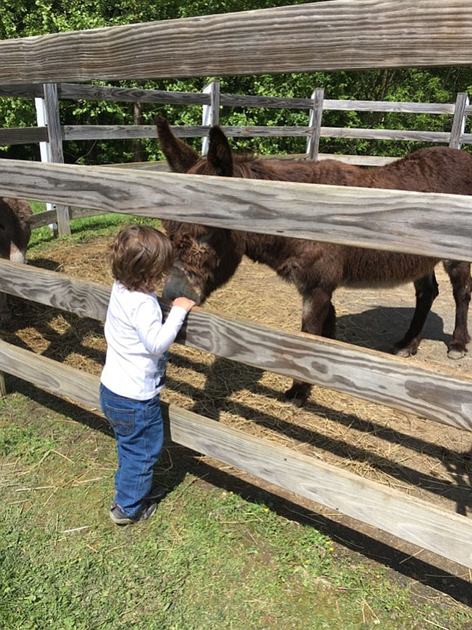 Samuel Fisher, 2, pets Gabriel, one of two donkeys at Potomac Horse Center. The Horse Center held its annual open house on Sunday.