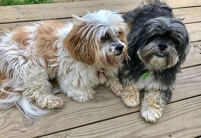 Senior Dogs, Brownie and Cocoa, are looking for their forever home.