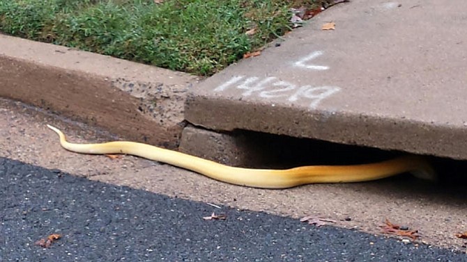 Six-foot long albino python slipping into the Arlington sewers.