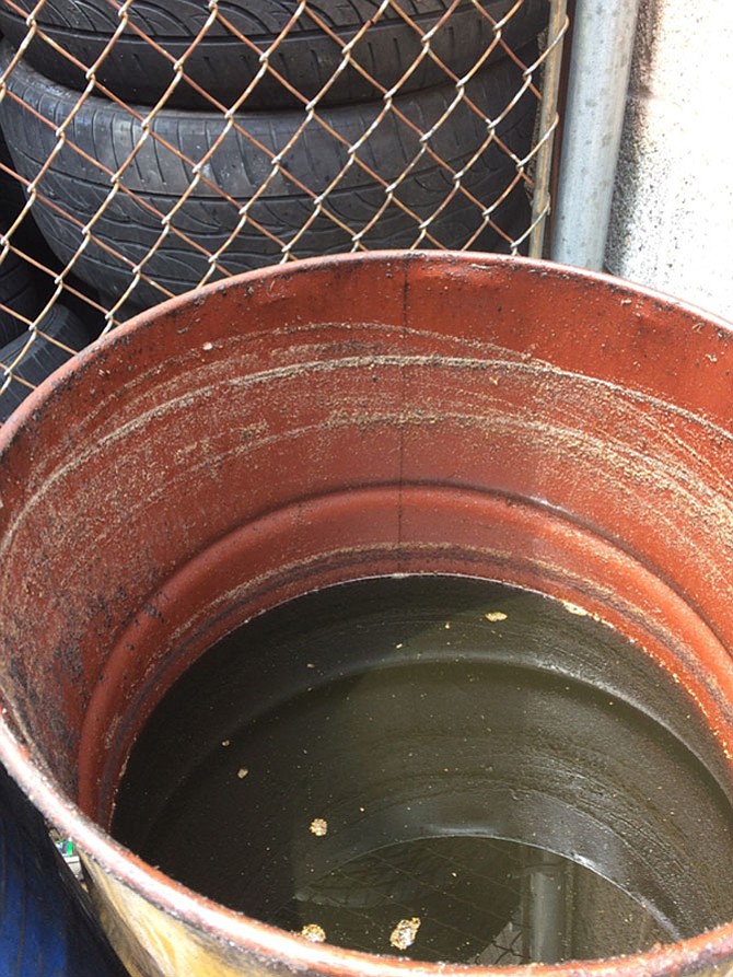 Water sitting in tires and oil drums outside Red Top Cab’s offices. The Asian tiger mosquito only breeds in standing water, not in swamps and ponds like other mosquitoes.

