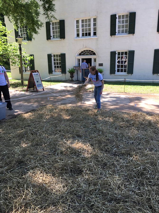 Robin Davitt spreads hay on new grass seed in front of Great Falls Tavern Saturday. She and others helped clean up around the Tavern during the 10th annual Canal Pride Day at C&O Canal National Historic Park.