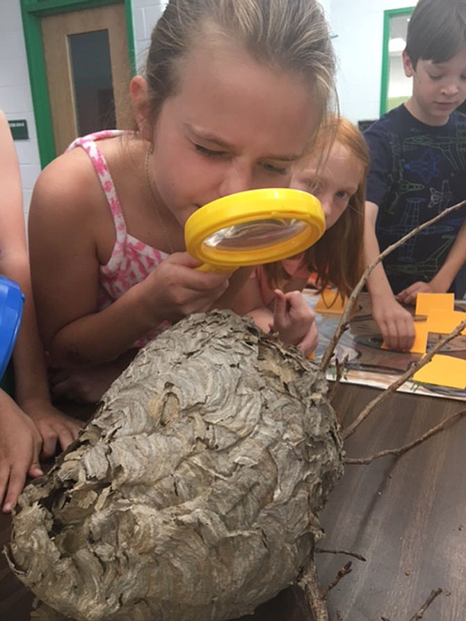 Lily Rasser, third grader, examines a wasp nest.