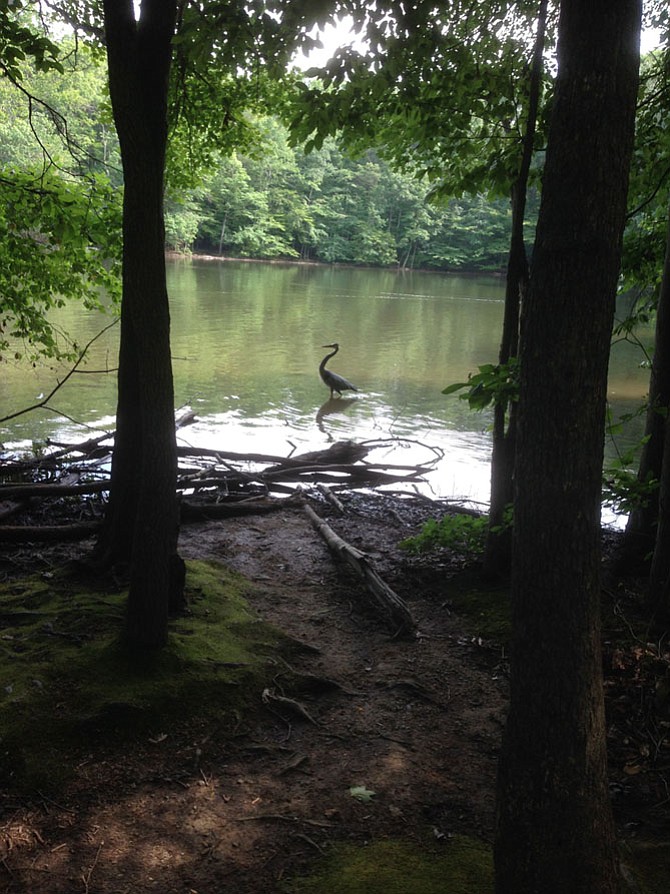 At Burke Lake, this blue heron stalked minnows along the shoreline as the picnic tables filled up with July 4 revelers for this year’s Independence Day.