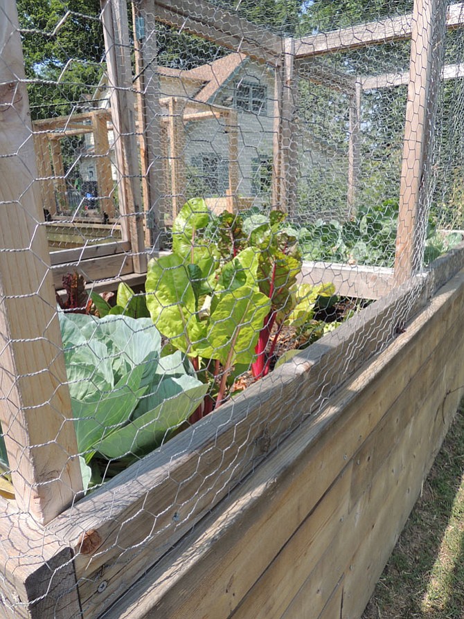 Some of the produce at LCAC begins to grow. 