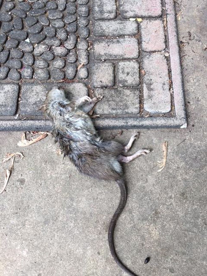 Dead rat on an Old Town street