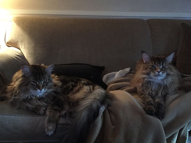 Ovi and Marigold, Maine Coon cats of Lynn and John McConnell of River Falls. 