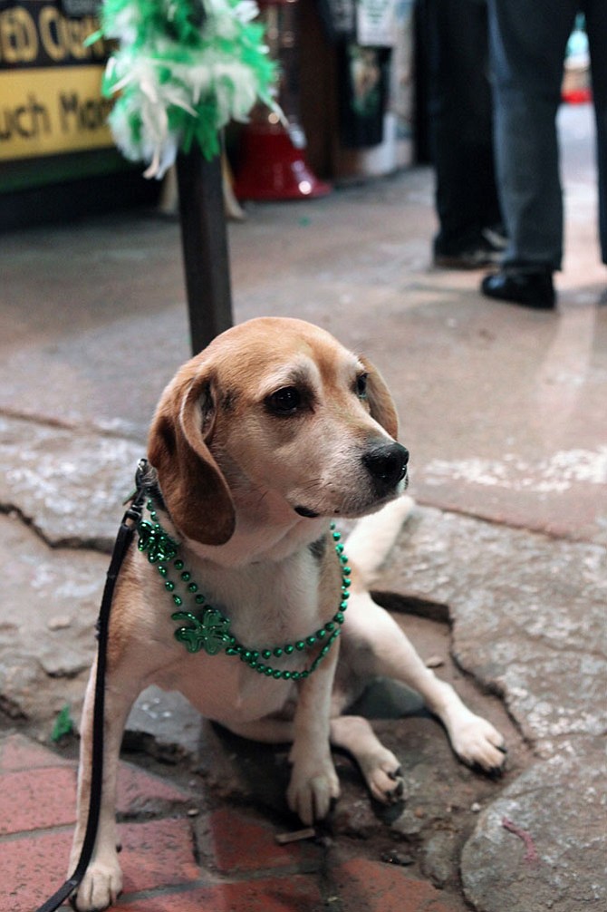 A beaded Fred waits patiently for the next intoxicated person to pet him. New Orleans, La.