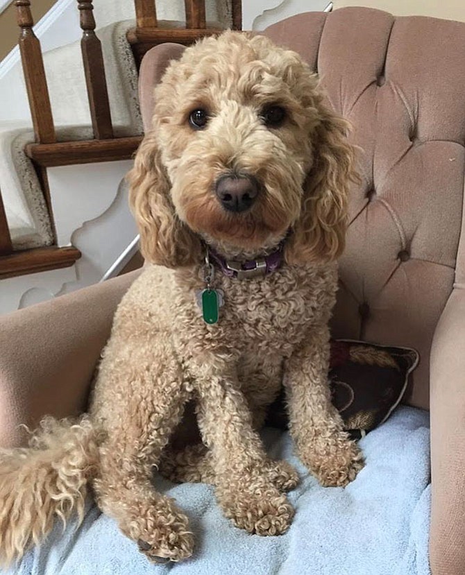 Goldendoodle Maizy is 2.5 years old, and is the best dog ever.  She is sweet like a Golden Retriever and smart like a Poodle.  She was very easy to train and loves to be with people. Maizy is pictured on her favorite chair in house. — Beth Tecala, of Vienna