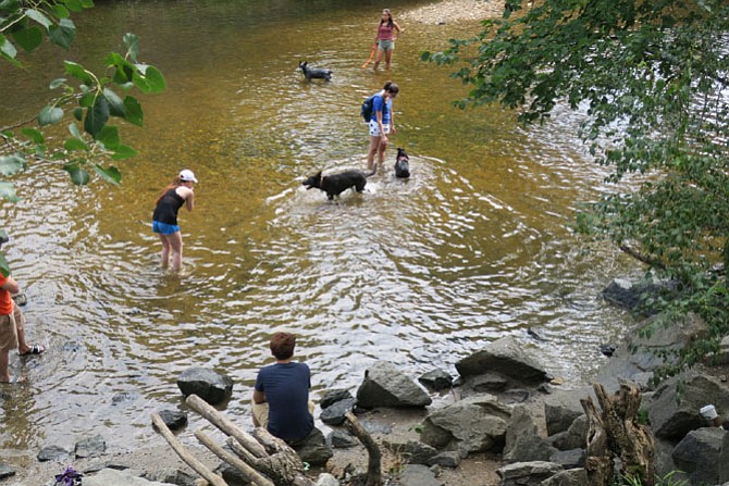 Arlington dogs know that the place to keep cool when the mercury rises is the Four Mile Run Creek; the Shirlington Dog Park offers several swimming and wading spots for pooch as well as a well-shaded path along the shore for walking and socializing.
