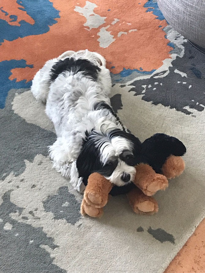 Cobi Boggs-Roys with his "puppy" given to him by his Aunt Cheryl for his seventh birthday.