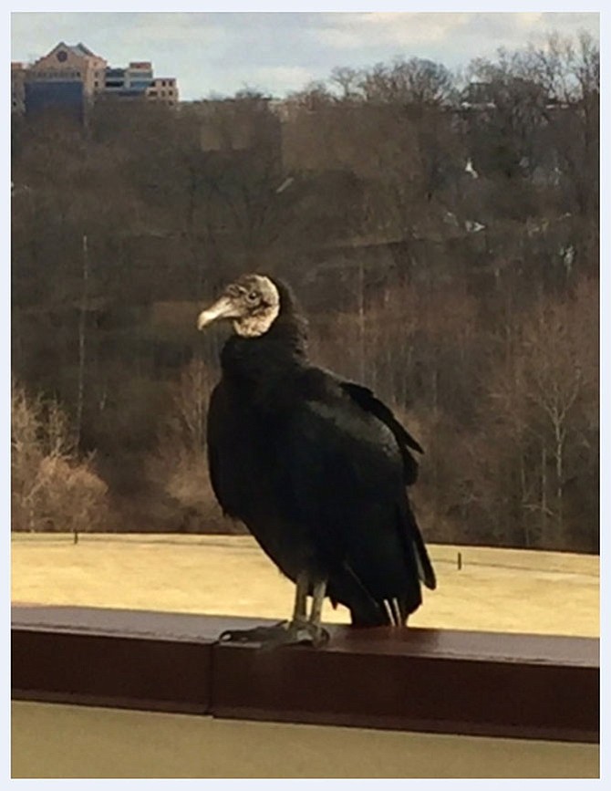 “Victor the Vulture is our new office pet. While he’s not very cuddly, we enjoy his visits to our office balcony, which he uses to ‘scope’ out the area. From time to time we get to watch him dive bomb from the fifth floor of the Government Center. Although we are unsure of his success rate. Victor is bigger than most cats and I wouldn’t want him near mine!” — Board of Supervisors Chairman Sharon Bulova
