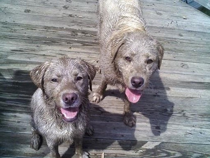 Lexi and Utley, brother and sister, having fun in the mud. It is funny now … not so much when it happened.
