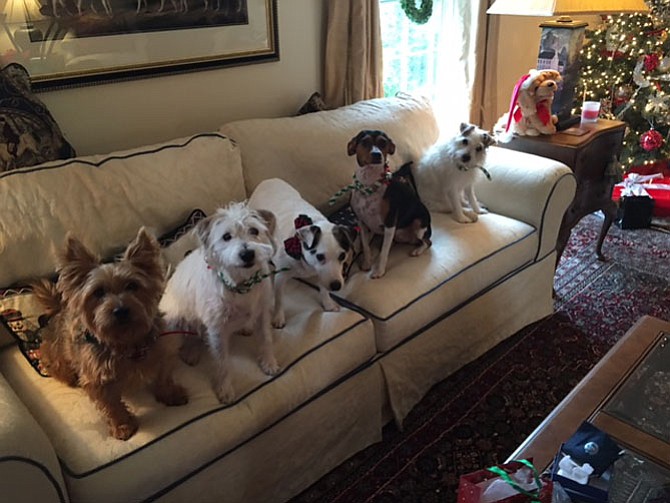 From left: Bailey, Kasey, Clipper, Maggie and Kizzie.