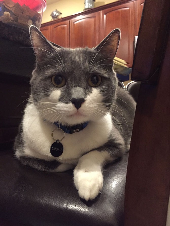 Gandalf the Grey was adopted from the Fairfax County Animal Shelter by Teddy Schroder from Clifton.