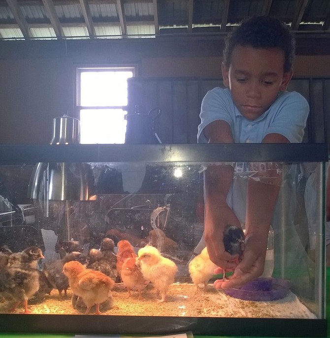 Liam Sloan, 8, of Arlington, gently picks up a Barred Rock peep to help visitors get a closer look of the baby chick display Aug. 6 at Frying Pan Park. His mom participated in the club as a kid and claims her 4-H buddies have become doctors, lawyers, veterinarians. She says 4-H teaches kids “they can change the world.”