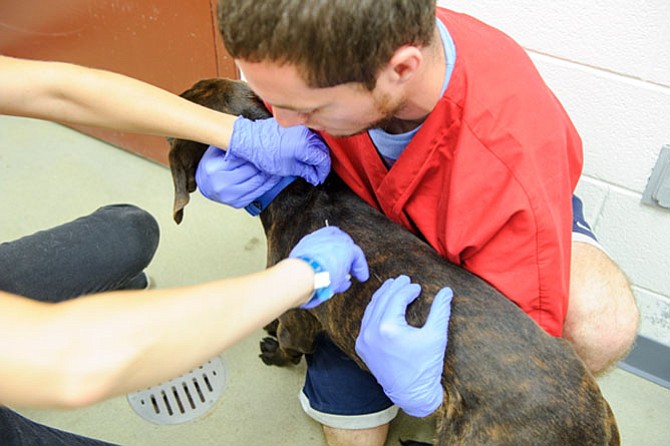 A microchip is inserted just under the skin of a dog by Animal Welfare League of Alexandria workers.