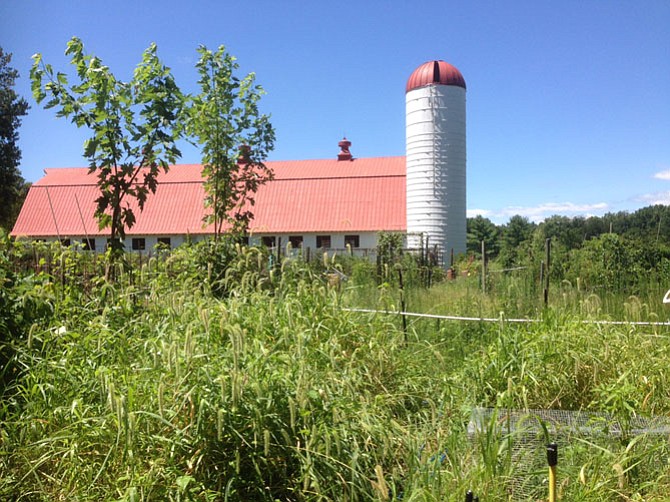 From the community garden at Grist Mill Park in the Mount Vernon area, the barn creates a farming atmosphere.