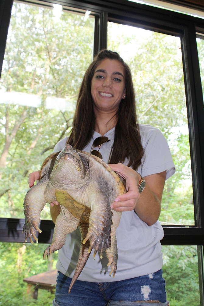 Jen Shunfenthal, park naturalist at Hidden Pond, with “Fluffy,” the snapping turtle. Hidden Pond Nature Center at 8511 Greeley Blvd. is a wooded oasis in West Springfield for many local birds, fish and reptiles, and a popular destination for scouting groups and school science classes. There is a nature center building with animal literature and several aquariums, and a pond outside with trails for short excursions.