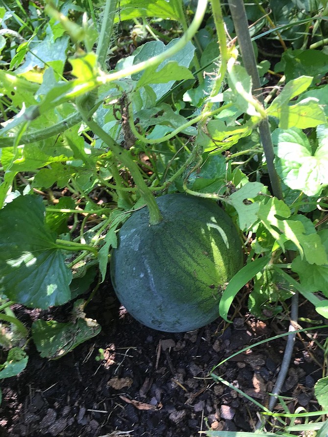 My very first home-grown watermelon – so far, about the size of a grapefruit, but still growing.