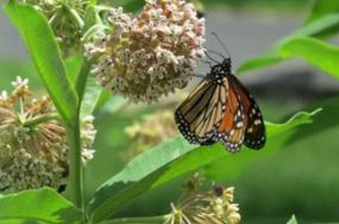 A butterfly lands on a milkweed plant sown at the Butterfly WayStation Runnymede Park, 195 Herndon Parkway.  The certified WayStation is on this year's Herndon Garden Tour.