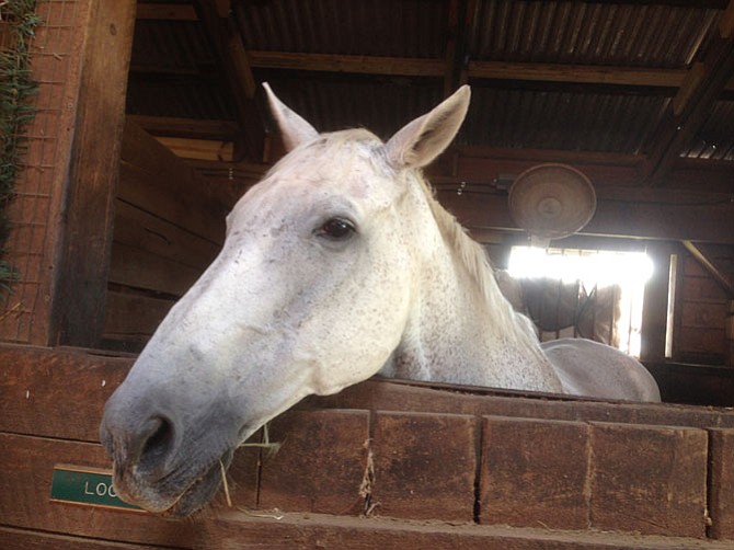 Logan was one horse that moved from the Woodlawn Stables to the stables along Gunston Road, in the Mason Neck area of Lorton.