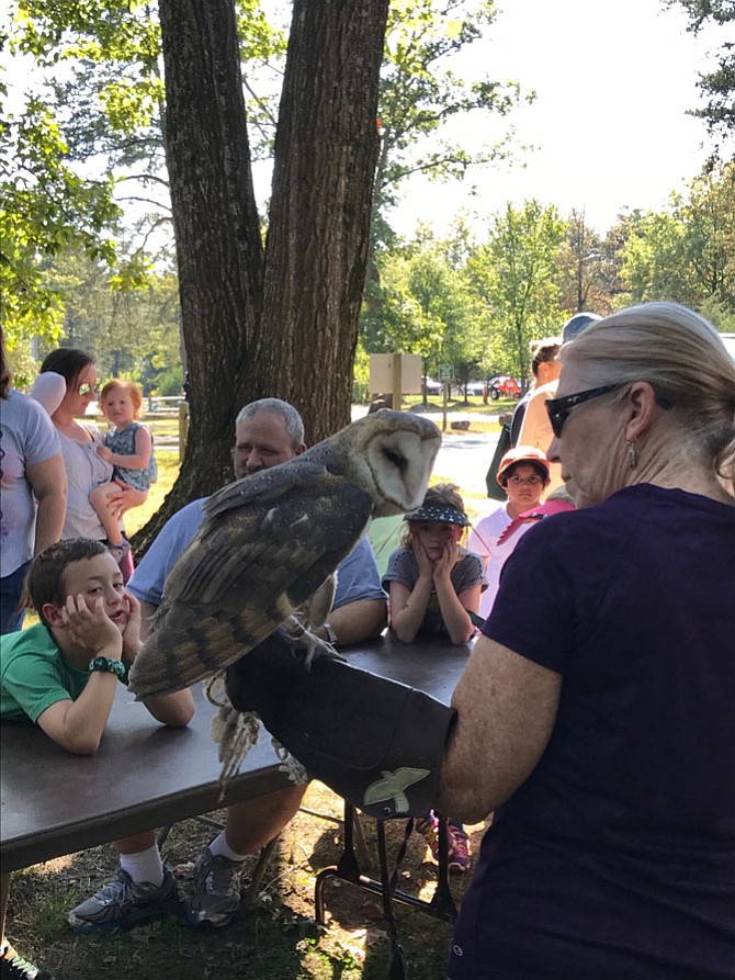 Since Lois Auer holds permits to possess non-releasable birds of prey for educational purposes, she provided live presentations to NatureFest 2017 goers. Auer explained owls have 14 vertebrae in their necks, which enable the creatures to turn their heads about ¾ of a full circle without moving their shoulders, essential since owls have large forward-facing eyes and can only look straight ahead. 
