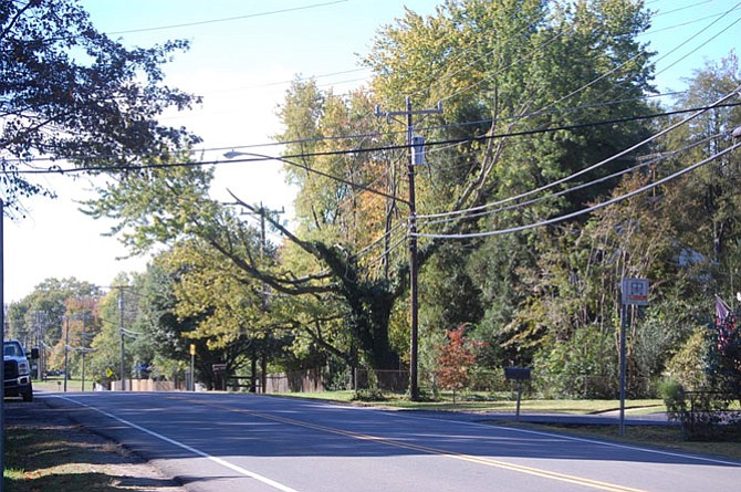 Fort Hunt Road south of the Beltway hosts multiple severely-pruned trees. This one is located between Wellington Road and Collingwood Road. 